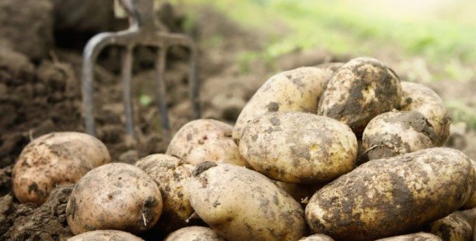 Potato